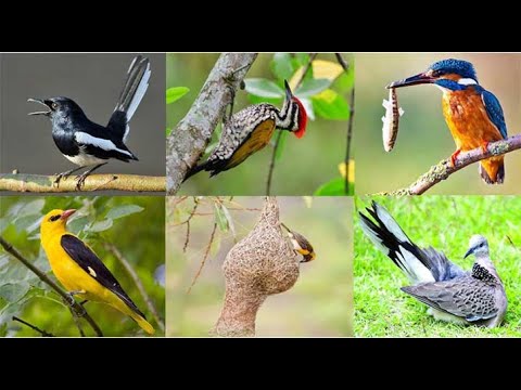 আমাদের চারপাশে হারিয়ে যাওয়া কিছু পাখির নাম। এই পাখি গুলো বিলুপ্ত হয়ে যাওয়ার কারন কী? #কৌতূহল