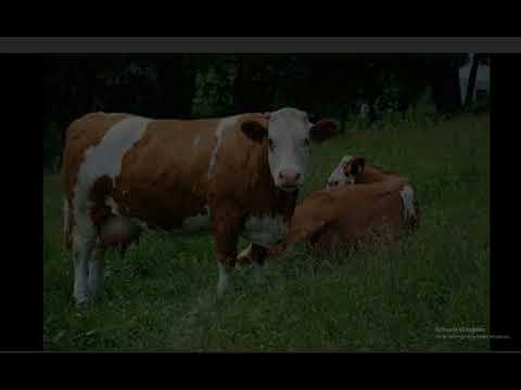 "Cute Animal Sounds & Pictures!"