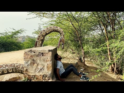 Big Anaconda Snake In a Life HD 5Video
