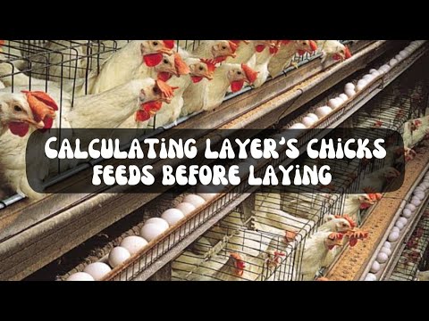 How to calculate how much feeds you need for layer's birds before they start laying eggs