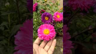 Aster Flowers , Asters