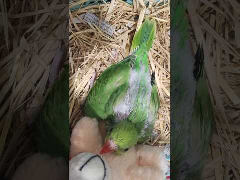 🦜☺️#parrot #myfirstvlog #youtubeshorts #newsong #ytshorts #india #viralvideo