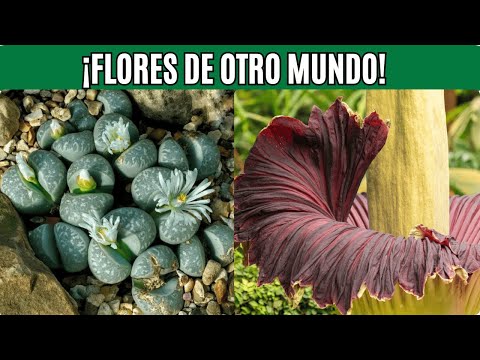 10 Flowers So Rare It's Hard to Believe They Exist