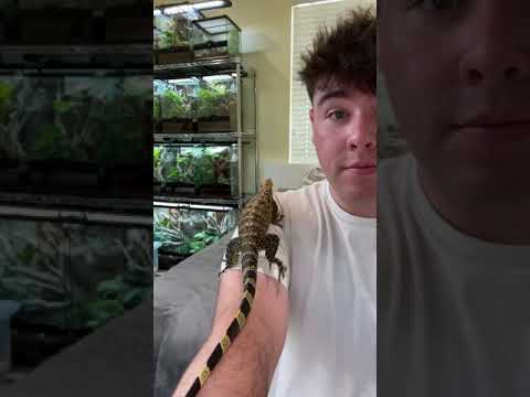 My *RARE* Baby Dinosaur From The Philippines!! #shorts