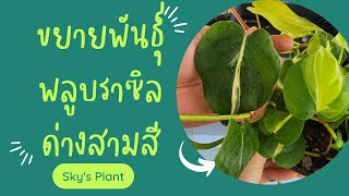 พาชม​ พลูบราซิลด่างสามสี ฟิโลเดนดรอน​ ใบหัวใจ วัสดุปลูก วิธีปลูก​ไม้เลื้อย​ พลูบราซิล sky​ plants