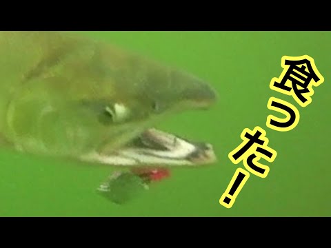 【鮭釣り】【水中映像】鮭の水中映像