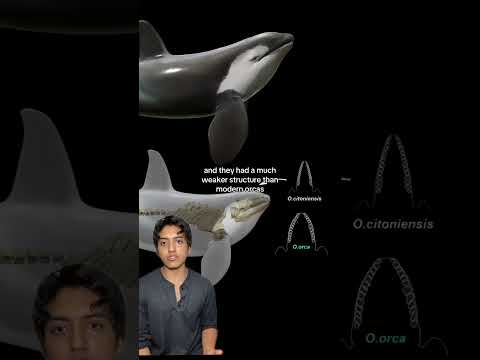 Prehistoric Orcas #prehistoric #animal #wildlife #nature #orca