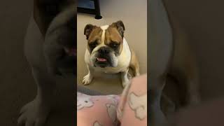 15 Seconds of Georgia! #bulldog #cute #15second
