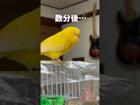 沢山遊んだその後は‥ #セキセインコ #小夏 #寝る時間