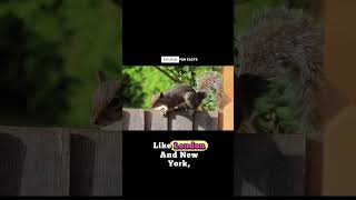 UNIQUE FACTS ABOUT SQUIRRELS #InterestingFacts​ #UniqueFacts​ #Animals #Education​ #LearnTogether​