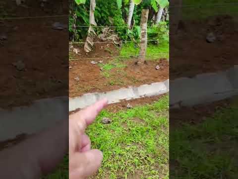 Working on the drainage today! 🌧️💪 #costaricabuild #airbnbproject #RainySeasonReady #buildprogress