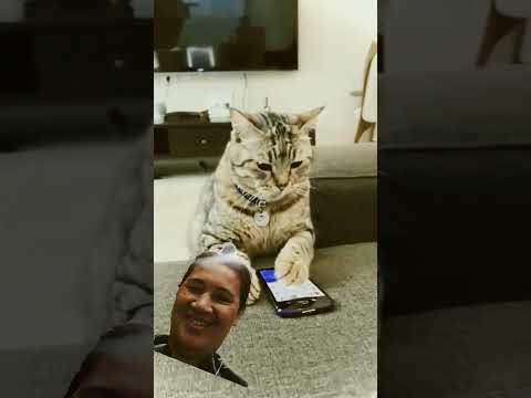Pati pusa nakidotdot na #funnycats& dog #goodvibes #likeandsubscribe