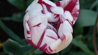 Ferienwohnungen Lanserhof, Appiano sulla Strada del Vino, Italy