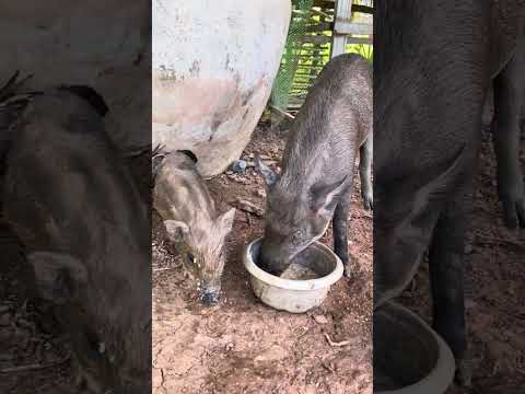 Feed the pigs at home part 1