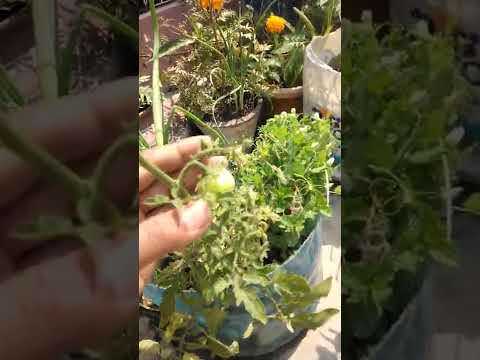 tamatar ka paudha #shortvideo