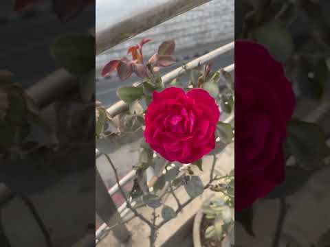 #roseflower