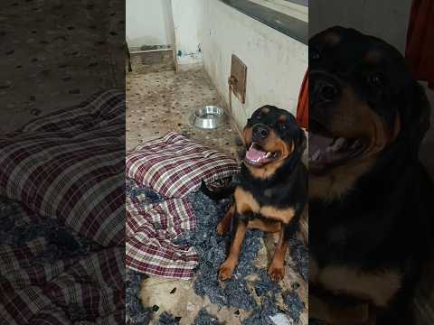 Guilty or not Guilty #kingofrottweiler #rottweiler #dog #shorts #mess #youtubeshorts