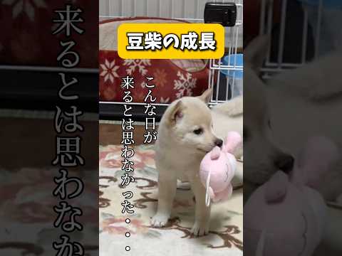 【豆柴の成長】〜こんな日が来るとは思わなかった〜　#shorts #柴犬 #犬 #dog