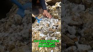 Traditional #goldmining revealing the secret of gold rich white rock #goldrush #goldpanning