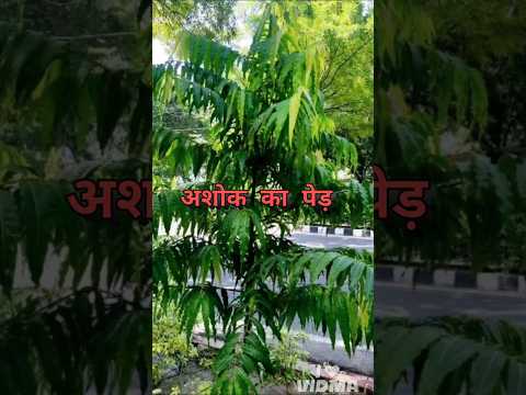 अशोक का पेड़ क्यों है इतना खास?