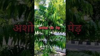अशोक का पेड़ क्यों है इतना खास?