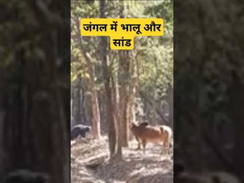 Jungle mein bhalu aur sand ki fighting jari hai #forest #bullvsbear #saveforest #denseforest