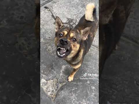 bakit nga ba galit na galit mga aso sa taong ito #viralvideo #shortvideo