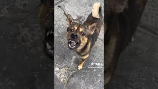 bakit nga ba galit na galit mga aso sa taong ito #viralvideo #shortvideo