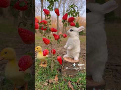 苺を食う兎