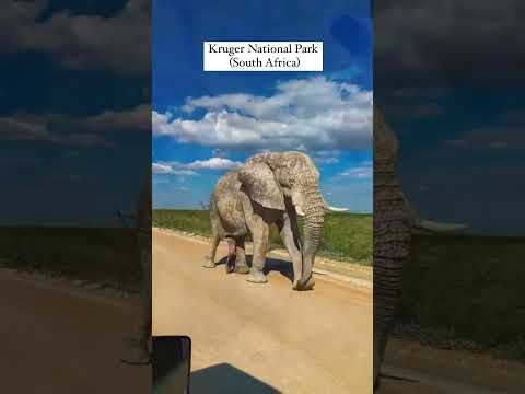 Wildlife safari around the world