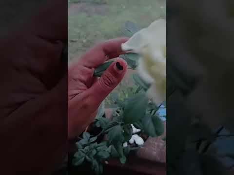 എന്റെ വൈകുന്നേരം🪔🌝🍃കണ്ടാലോ #dailyvlogs #eveningvlog #eveningvibes #shortsfeed