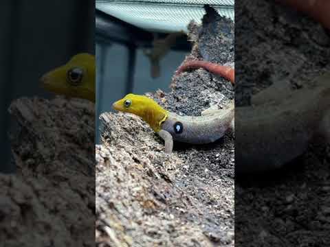 Geckos With EYES On Their Back?! #shorts #animals #reptiles #science