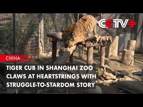 Tiger Cub in Shanghai Zoo Claws at Heartstrings with Struggle-To-Stardom Story