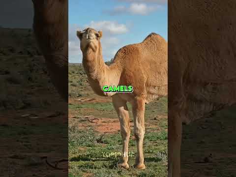 TOP 10 TALLEST ANIMALS IN THE WORLD🔥 #top10 #tallest #animals #giraffe