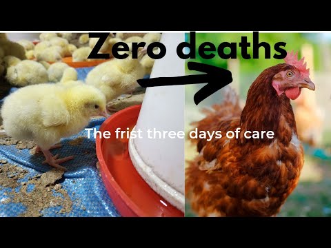 How to care for day old chicks ||Raising day old chicks #poultry #farming #broiler  #poultryfarming