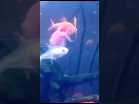 you ever seen #fish🐠🐋🐟 || in water ||💧💦 tank/short#viral#video