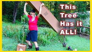 Why I'm Planting SASSAFRAS Tree (not bare root!)