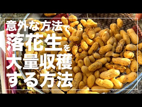 【癖がすごい育ち方】落花生を省スペースでもたくさん育てるアイデア｜水耕栽培｜養液栽培｜種まきから収穫まで