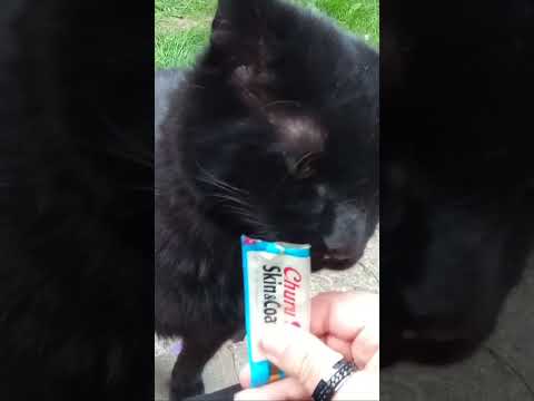 Proud Cat Momma #Cats #churu #blackcat #family #love