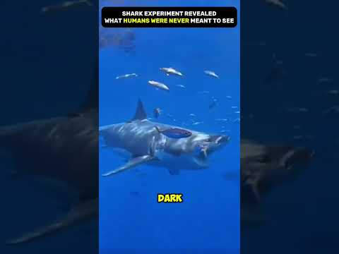 THE SHARK EXPERIMENT THAT TERRIFIED THE WORLD 🌊🦈