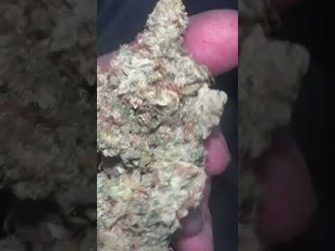 Red beard cali strain #zaza #420daily  #420