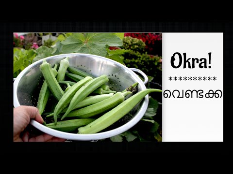 Okra farming - വെണ്ടയ്ക്ക കൃഷി in San Jose, California #usamalayali #kerala #mallu #ukmalayali