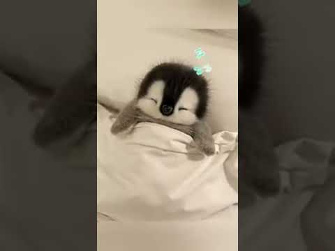 Let me sleep for five more minutes #cute #adorable #penguin #babyanimals #fluffy #cuteanimal