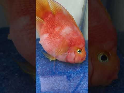 New 💕 FUN VIDEOS OF FISH💕Stop Motion ASMR   Colorful Koi Fish Carp  & Carp, Koi Fish, Catfish, Crabs