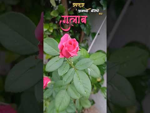 ♥️ GARDEN ROSE 🌹 #shortfeed #shortvideo#love#viralreels#yourubeshorts#rose#plants