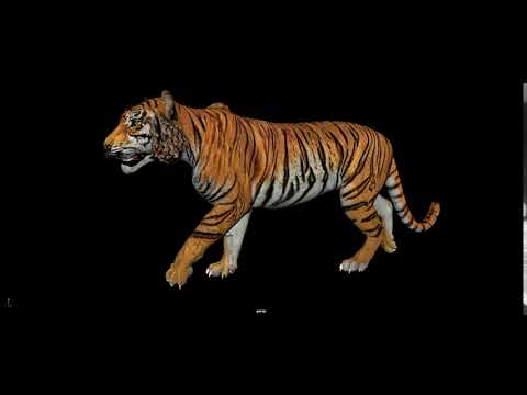 Tiger_walk Cycle