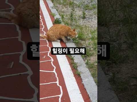 꽃놀이? 풀놀이? 나온 네코짱(뭔가 힐링~)#등산 #브이로그 #고양이