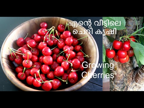 Cherry Tree / ചെറി  - Gardening in San Jose, California.| USA Malayalam vlog