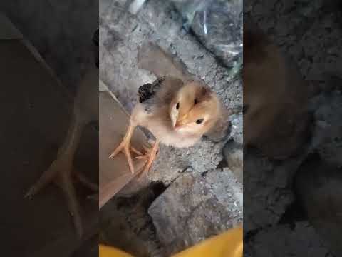 #ayam #chicken #ayamjago #ayamkampung #ayamgoreng #ayamwarnawarni #ayamlucu #terbaru #ternding