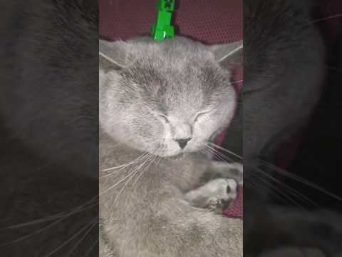 my cat be so chill